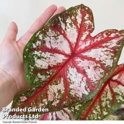 Caladium Heart To Heart® 'Bottle Rocket' 8 Caladium Heart To Heart® 'Bottle Rocket' -Plants Sale CALA H2HBOTTLE T43453