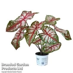 Caladium Heart To Heart® 'Bottle Rocket' 9 Caladium Heart To Heart® 'Bottle Rocket' -Plants Sale CALA H2HBOTTLE T43454