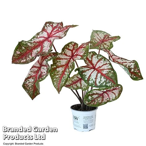Caladium Heart To Heart® 'Bottle Rocket' 6 Caladium Heart To Heart® 'Bottle Rocket' - Image 4