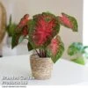 Caladium Heart To Heart® 'Fast Flash' -Plants Sale CALA H2HFASTFL T43456