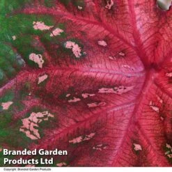 Caladium Heart To Heart® 'Fast Flash' -Plants Sale CALA H2HFASTFL T43458