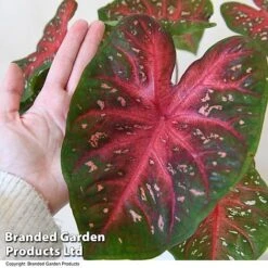 Caladium Heart To Heart® 'Fast Flash' -Plants Sale CALA H2HFASTFL T43459
