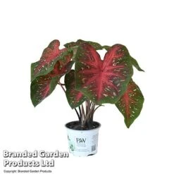Caladium Heart To Heart® 'Fast Flash' -Plants Sale CALA H2HFASTFL T43460