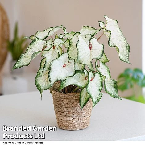 Caladium Heart To Heart® 'White Wonder' 3 Caladium Heart To Heart® 'White Wonder'