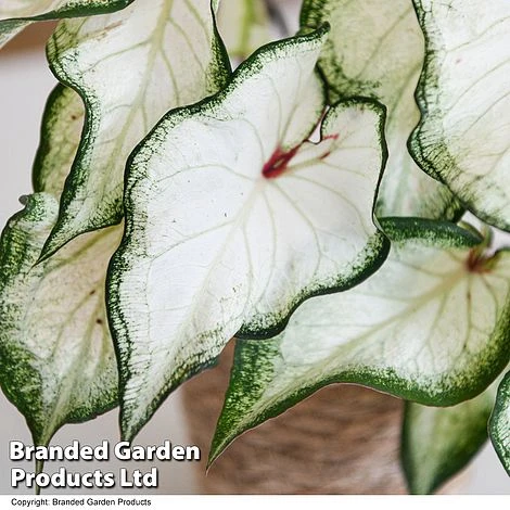 Caladium Heart To Heart® 'White Wonder' 4 Caladium Heart To Heart® 'White Wonder' - Image 2