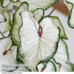 Caladium Heart To Heart® 'White Wonder' 9 Caladium Heart To Heart® 'White Wonder' -Plants Sale CALA H2HWHITEW T43464