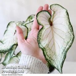 Caladium Heart To Heart® 'White Wonder' 10 Caladium Heart To Heart® 'White Wonder' -Plants Sale CALA H2HWHITEW T43465