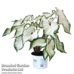 Caladium Heart To Heart® 'White Wonder' 11 Caladium Heart To Heart® 'White Wonder' -Plants Sale CALA H2HWHITEW T43466