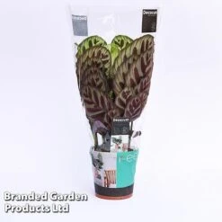 Calathea Makoyana -Plants Sale CALA MYKON14CM WKF1142 A