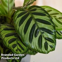 Calathea Makoyana -Plants Sale CALA MYKON14CM WKF1142 C
