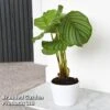 Calathea Orbifolia -Plants Sale CALA ORBIFOLIA T44199