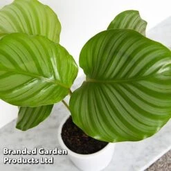 Calathea Orbifolia -Plants Sale CALA ORBIFOLIA T44201