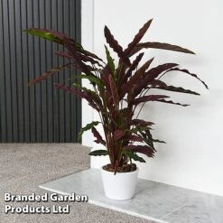 Calathea Rufibarba 21 Calathea Rufibarba -Plants Sale CALA RUFIBARBA T44192