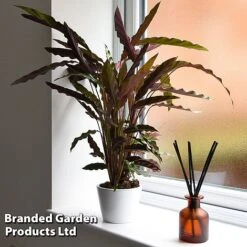 Calathea Rufibarba 23 Calathea Rufibarba -Plants Sale CALA RUFIBARBA T44196