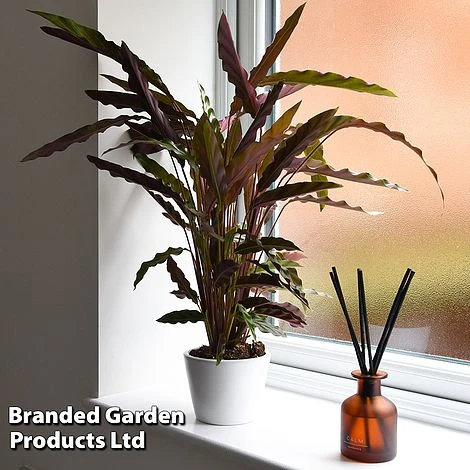 Calathea Rufibarba 12 Calathea Rufibarba - Image 10