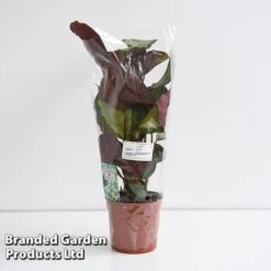 Calathea Picturata 'Argentea' -Plants Sale CALA SILVE12CM T45167G