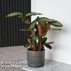 Calathea Picturata 'Argentea' -Plants Sale CALA SILVERVAR T45169E
