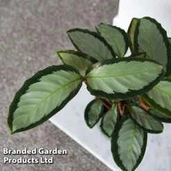 Calathea Picturata 'Argentea' -Plants Sale CALA SILVERVAR T45171C