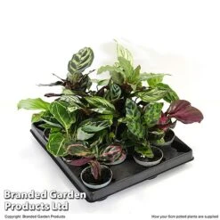 Calathea Makoyana Starter Mix -Plants Sale CALA STARTE6CM T47654