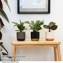 Calathea Makoyana Starter Mix -Plants Sale CALA STARTERMX T47657