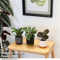 Calathea Makoyana Starter Mix -Plants Sale CALA STARTERMX T47658