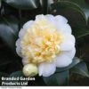 Camellia 'Blooming Wonder White' -Plants Sale CAME 20BLOOMSW
