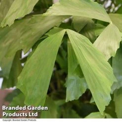 Caryota Mitis 6 Caryota Mitis -Plants Sale CARY MITIS T49736