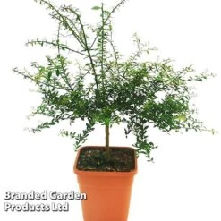 Lime 'Caviar Lime' -Plants Sale CAVIARLIME KC5364 A1