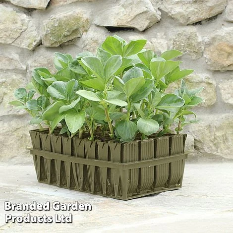 Deep Root Trainers 3 Deep Root Trainers