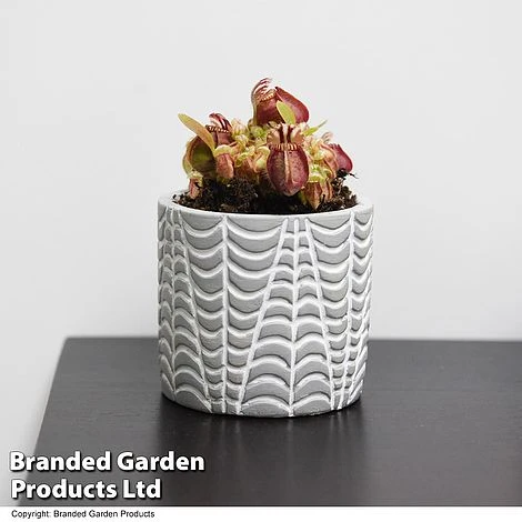 Cephalotus Follicularis 3 Cephalotus Follicularis