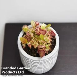 Cephalotus Follicularis 7 Cephalotus Follicularis -Plants Sale CEPH FOLLICULA T49628