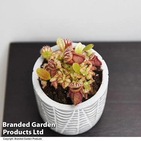 Cephalotus Follicularis 4 Cephalotus Follicularis - Image 2