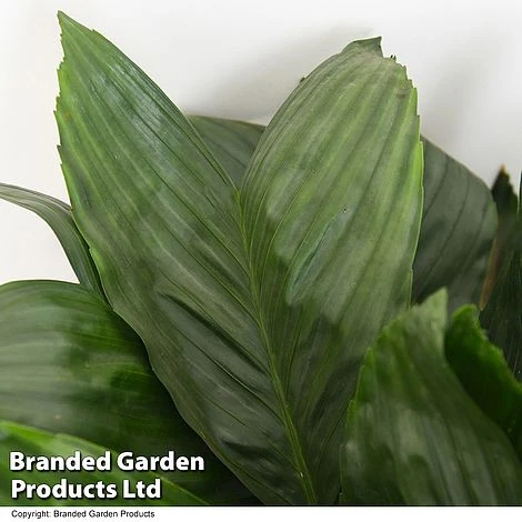 Chamaedorea Metallica 4 Chamaedorea Metallica - Image 2