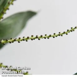 Chamaedorea Metallica 9 Chamaedorea Metallica -Plants Sale CHAM METALLICA T49954