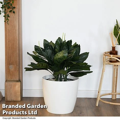 Chamaedorea Metallica In Hydro Pot 3 Chamaedorea Metallica In Hydro Pot