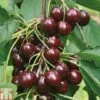 Cherry 'Sunburst' -Plants Sale CHER CWW3402 A h