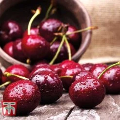 Cherry 'Sunburst' -Plants Sale CHER CWW3402 D