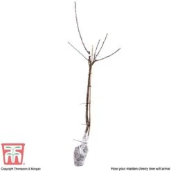 Cherry 'Sunburst' -Plants Sale CHER CWW3402 E