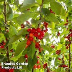 Cherry 'Sylvia' (Mini Fruit Tree) -Plants Sale CHER T10442 C1