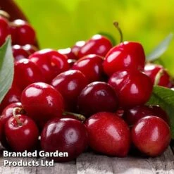 Cherry 'Sylvia' (Mini Fruit Tree) -Plants Sale CHER T10442 D1