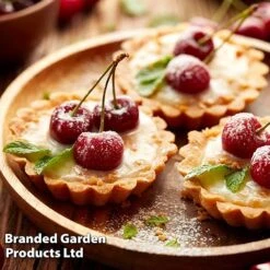 Cherry 'Sylvia' (Mini Fruit Tree) -Plants Sale CHER T10442 F