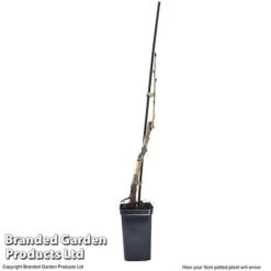 Cherry 'Sylvia' (Mini Fruit Tree) -Plants Sale CHER T10442 G