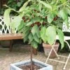 Cherry 'Hartland' (patio) -Plants Sale CHER T46917 A h