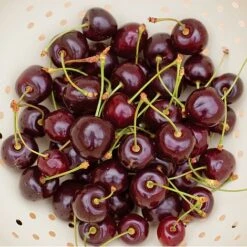 Cherry 'Hartland' (patio) -Plants Sale CHER T46917 B h