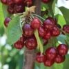 Cherry 'Stella' Bare Root 2 Cherry 'Stella' Bare Root -Plants Sale CHER T71131 A h