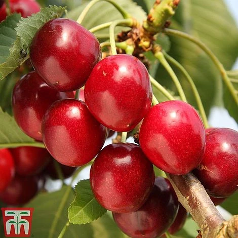 Cherry 'Summer Sun' 4 Cherry 'Summer Sun' - Image 2