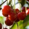 Cherry 'Summer Sun' -Plants Sale CHER T71132 A h
