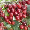 Cherry 'Kordia' -Plants Sale CHER TKA1763 A
