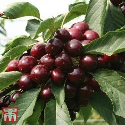 Cherry 'Kordia' -Plants Sale CHER TKA1763 BB