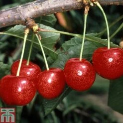 Cherry 'Morello' -Plants Sale CHER TKA1769 A